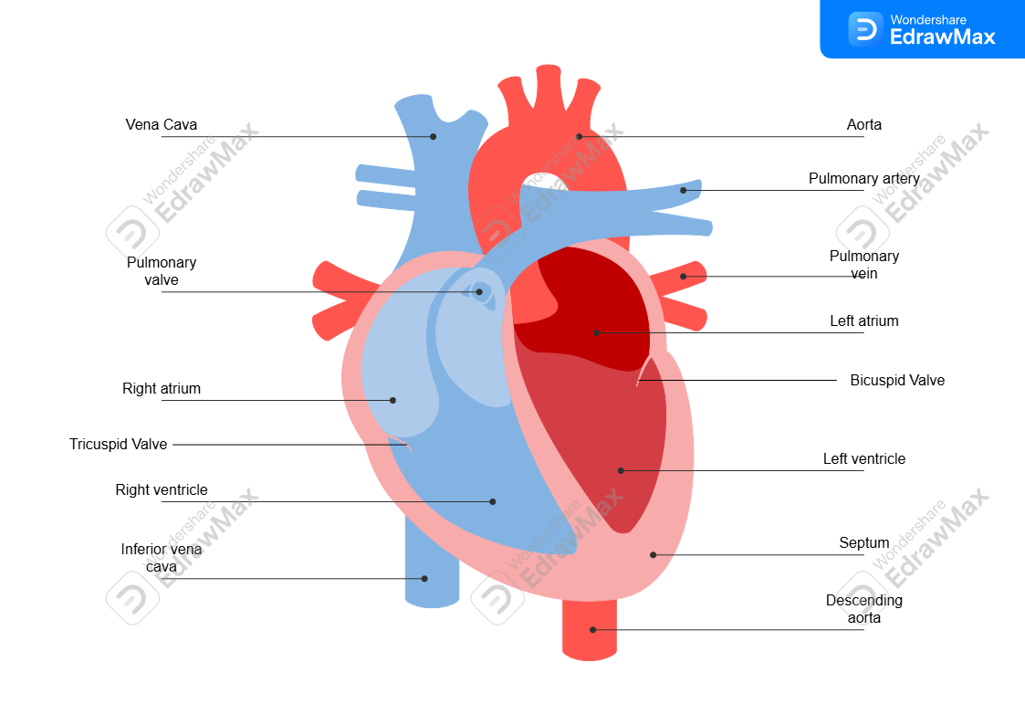 Heart Diagram